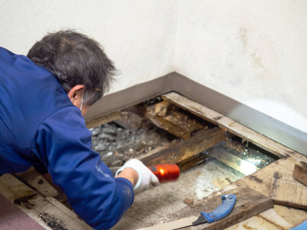 Best Basement Mold Remediation in Las Cruces, NM