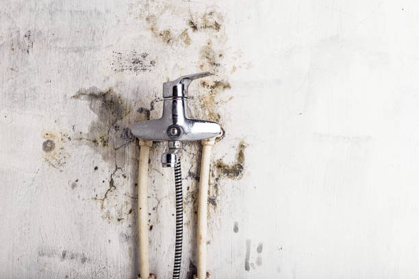 Best Insurance-Related Mold Remediation in Las Cruces, NM