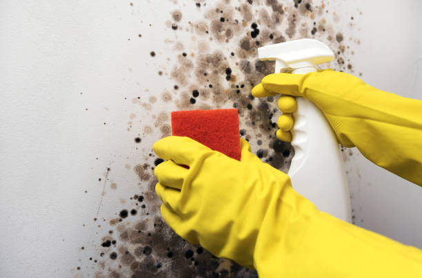 Best Insurance-Related Mold Remediation in Las Cruces, NM