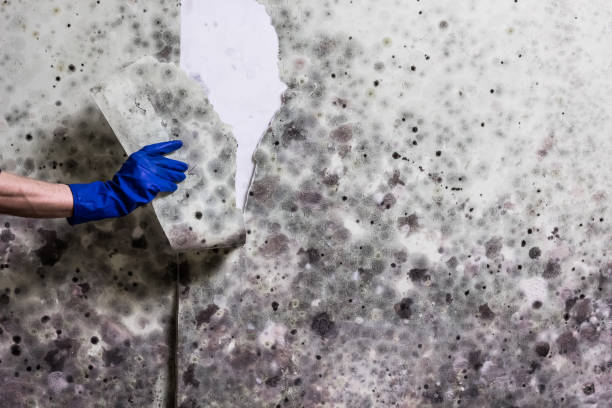 Best Residential Mold Remediation in Las Cruces, NM