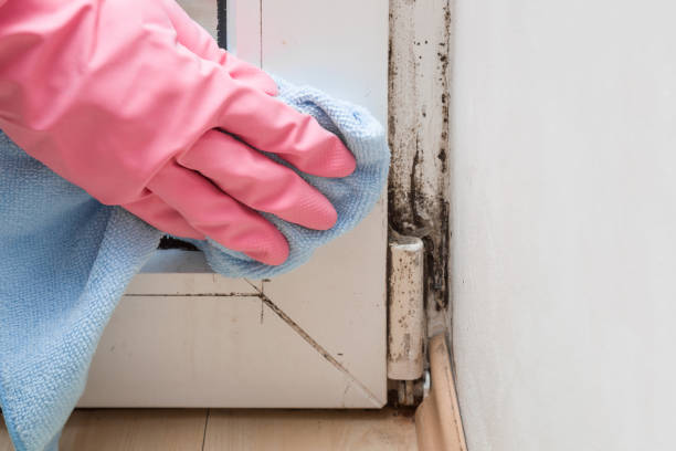 Best Mold Remediation for Schools in Las Cruces, NM
