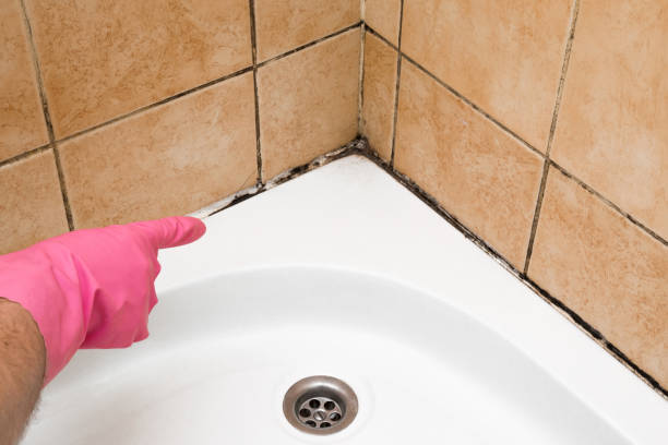 Best Bathroom Mold Remediation in Las Cruces, NM