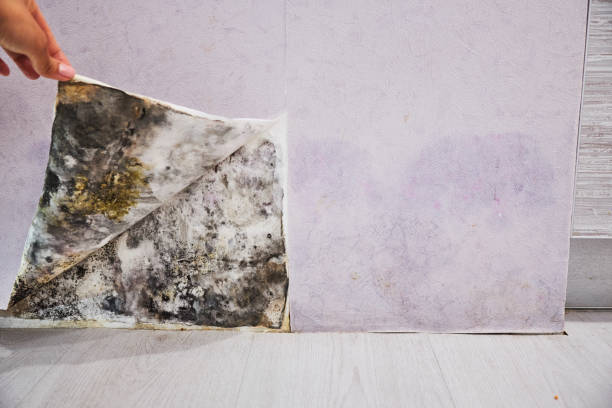 Best DIY Mold Remediation Support Services in Las Cruces, NM